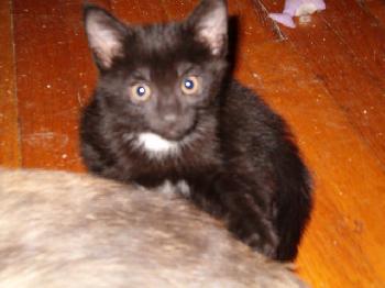 Emy's Black Kittens 3
