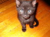 Emy's Black Kittens 3