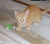 Tangerine Kitten