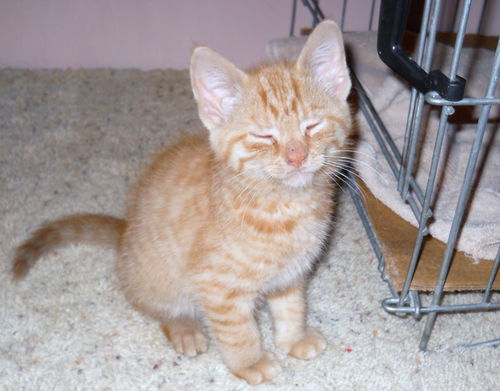 Tangerine Kitten