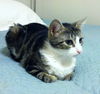 Noelle- Very Friendly Young Adult Cat!