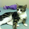 Noelle- Very Friendly Young Adult Cat!