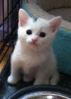 Marilyn Monroe - The Sweet Kitten