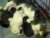 Marilyn Monroe - The Sweet Kitten