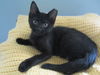 Abbott Kitten- See Me At The Blue Dog Pet Store