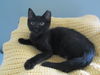 Abbott Kitten- See Me At The Blue Dog Pet Store
