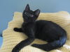 Abbott Kitten- See Me At The Blue Dog Pet Store