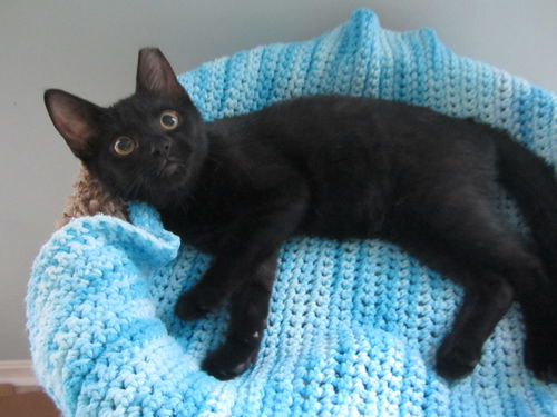 Abbott Kitten- See Me At The Blue Dog Pet Store
