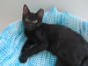 Abbott Kitten- See Me At The Blue Dog Pet Store