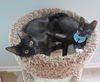 Abbott Kitten- See Me At The Blue Dog Pet Store