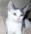 A 2015 New Year's Kitten,CATALINA