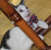 A 2015 New Year's Kitten,CATALINA