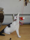 A 2015 New Year's Kitten,CATALINA
