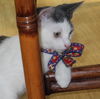A 2015 New Year's Kitten,CATALINA