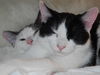 A 2015 New Year's Kitten,CATALINA