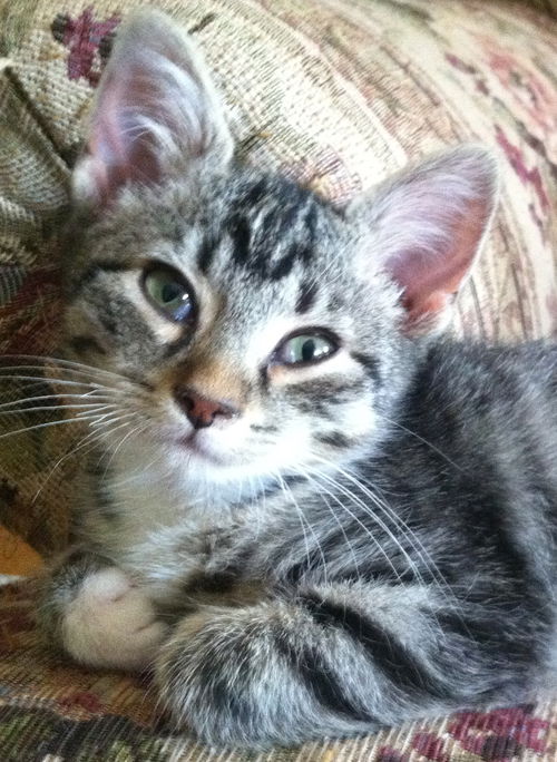 Lexus the Kitten