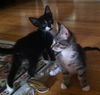 Lexus the Kitten