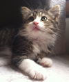 IRIS the Kitten