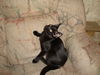 SIMON the KITTEN, Now at Pet Valu in Lemoyne