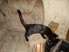 SIMON the KITTEN, Now at Pet Valu in Lemoyne