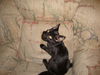 SIMON the KITTEN, Now at Pet Valu in Lemoyne