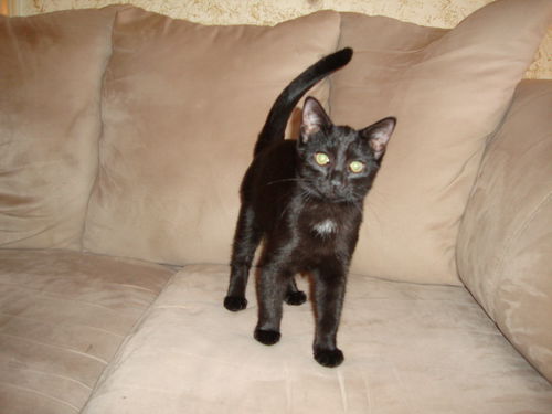 HARRISON the KITTEN Now at BLUE DOG