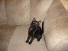 HARRISON the KITTEN Now at BLUE DOG