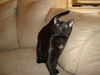 HARRISON the KITTEN Now at BLUE DOG