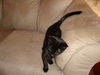 HARRISON the KITTEN Now at BLUE DOG