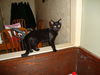 MARLEY the KITTEN, Now at BLUE DOG
