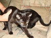 MARLEY the KITTEN, Now at BLUE DOG