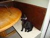 MARLEY the KITTEN, Now at BLUE DOG