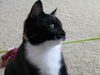 Billie Jo - Kitten