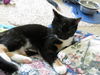 Billie Jo - Kitten
