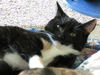 Billie Jo - Kitten