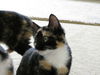 Betty Jo - Kitten