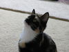 Betty Jo - Kitten