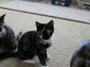 Betty Jo - Kitten