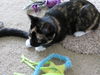 Betty Jo - Kitten