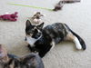 Betty Jo - Kitten