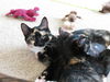 Betty Jo - Kitten