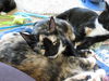 Betty Jo - Kitten
