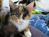 Kate - Kitten