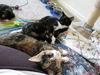 Kate - Kitten