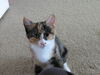 Kate - Kitten