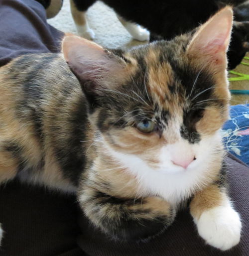 Kate - Kitten