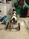 Eddie-*SPECIAL NEEDS*