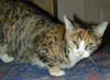 Maggie