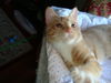 CARA, TANGERINE KITTEN