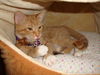 CARA, TANGERINE KITTEN